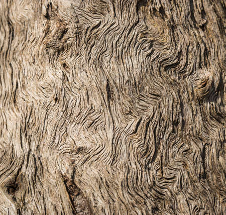 Detail of textured cracked wooden tree bark for background