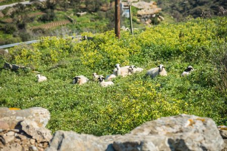 Beautiful landscape with fields, mountains and flowers at Tinos, Greeceの写真素材