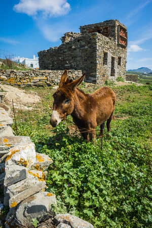 Image of donkey near pigeon house on  island of Tinos in Greeceの写真素材