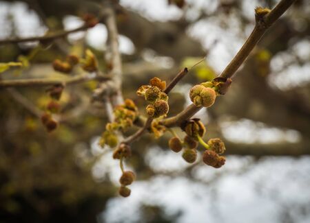 Image of spring buds on the branches of trees
