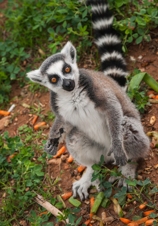 Portrait of red lemur  in natural habitat