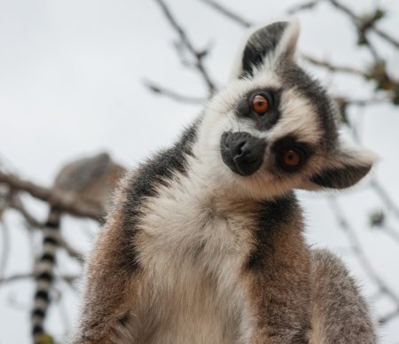 Portrait of red lemur  in natural habitat