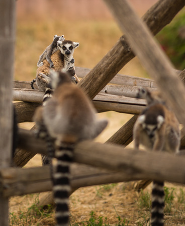 Image of family of lemurs playing on playgroundの写真素材