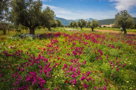 Image of field of colorful spring flowers in Schinias, Greeceの写真素材