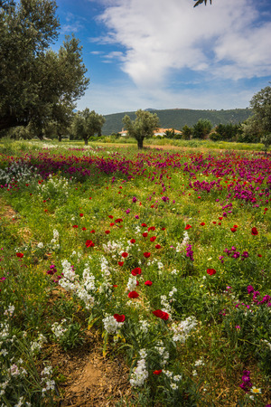 Image of field of colorful spring flowers in Schinias, Greeceの写真素材