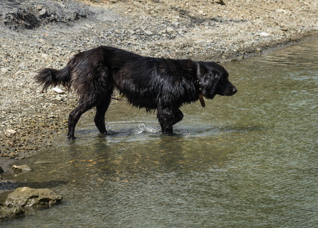 Image of big black dog on the lake Beletsi in Greeceの写真素材