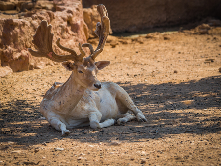 Image of sika deer with young upholstered leather hornsの写真素材