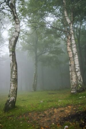 Image of morning fog in the mountains in a birch forest in Asturias, Spain