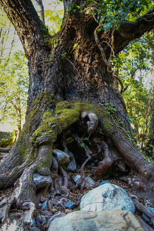 Beautiful landscape with tree roots at Convento de las Batuecas, Salamanca, Castilla y Leon, Spainの写真素材