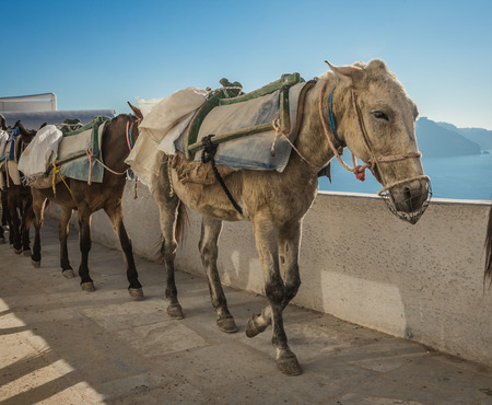 Image of traditional Greek donkeys in Oia on Santorini island in Greeceの写真素材