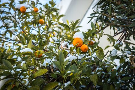 Oranges in snow - Snow in Athens - rare and unique event, Greeceの写真素材
