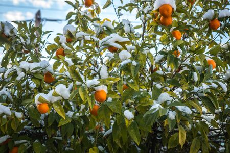 Oranges in snow - Snow in Athens - rare and unique event, Greeceの写真素材