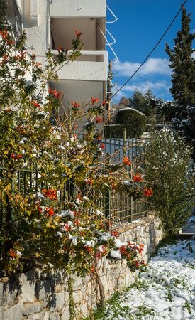 Flowers in snow - Snow in Athens - rare and unique event, Greeceの写真素材