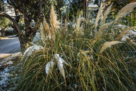 Bushes in snow - Snow in Athens - rare and unique event, Greeceの写真素材