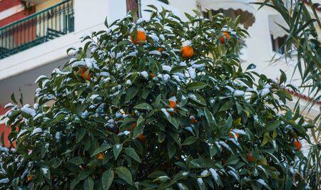 Oranges in snow - Snow in Athens - rare and unique event, Greeceの写真素材