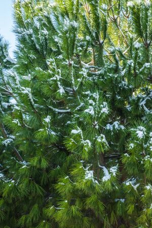 Bushes in snow - Snow in Athens - rare and unique event, Greece
