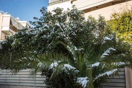 Bushes in snow - Snow in Athens - rare and unique event, Greeceの写真素材