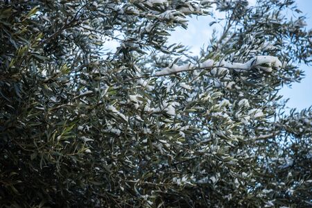 Bushes in snow - Snow in Athens - rare and unique event, Greeceの写真素材