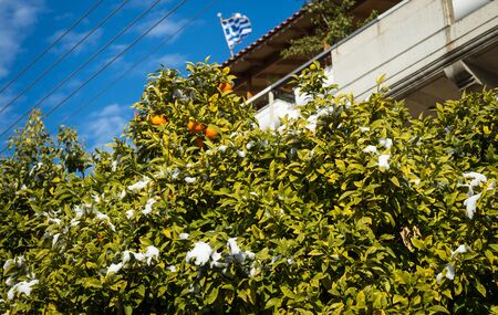 Oranges in snow - Snow in Athens - rare and unique event, Greeceの写真素材