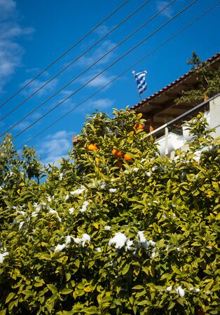 Oranges in snow - Snow in Athens - rare and unique event, Greeceの写真素材