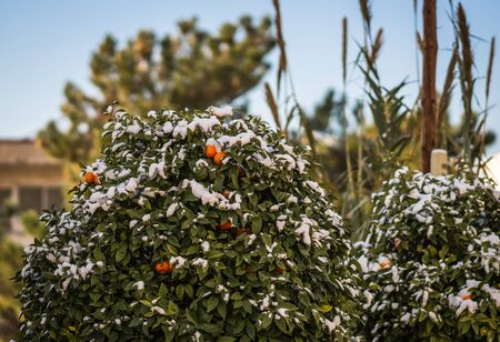 Oranges in snow - Snow in Athens - rare and unique event, Greeceの写真素材