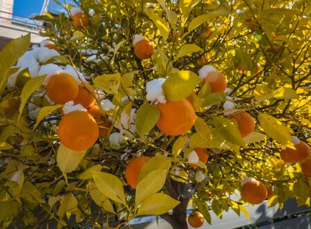 Oranges in snow - Snow in Athens - rare and unique event, Greeceの写真素材