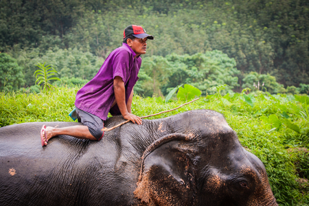 Khao Sok sanctuary, Thailand - January 10, 2011, Mahout bathing elefant in the river in Khao Sok sanctuary, Thailandのeditorial素材