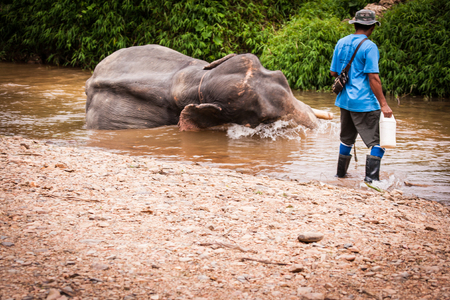 Khao Sok sanctuary, Thailand - January 10, 2011, Mahout bathing elefant in the river in Khao Sok sanctuary, Thailandのeditorial素材