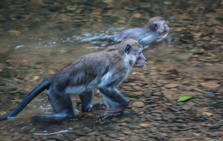 Closeup image of a monkey in the tropical rain forest of Khao Sok sanctuary, Thailandの写真素材