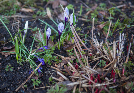 Closeup image of several still not opened crocuses