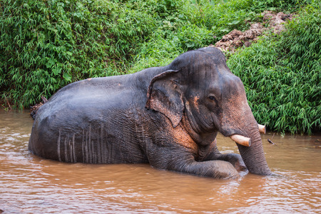 Half turn image of an elefant sitting in mud river in the rain forest of Khao Sok sanctuary, Thailandの写真素材