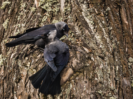 Closeup view of two jackdows fighting for a hollow in pine treeの写真素材