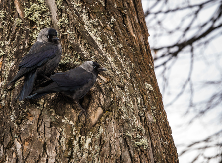 Closeup view of two jackdows fighting for a hollow in pine treeの写真素材