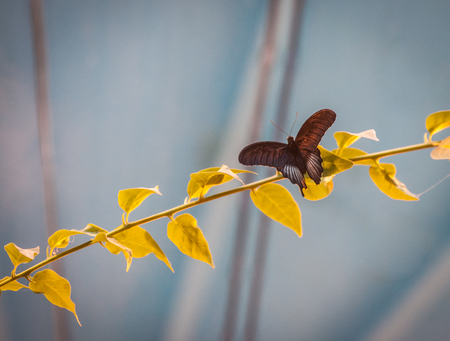 Image of beautiful tropical baterfly in it's natural habitatの写真素材