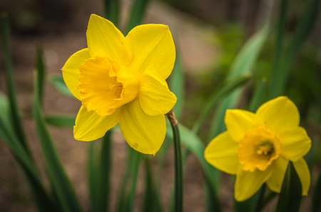 Image of large fresh yellow spring daffodils in the garden near Moscowの写真素材