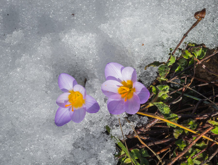 Image of fresh violet crocus in the snow melting, Greece