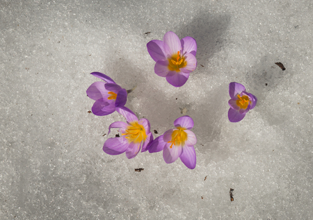 Image of fresh violet crocus in the snow melting, Greeceの写真素材