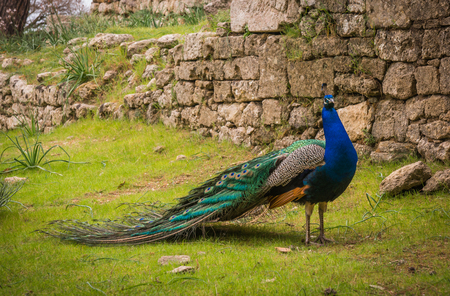 Peacocks walking in the garden at Mount Filerimos on Rhodes island in Greeceの写真素材