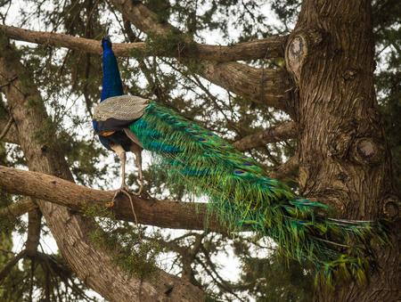 Peacocks walking in the garden at Mount Filerimos on Rhodes island in Greeceの写真素材