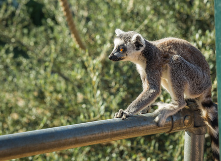 Image of Lemurs with striped tails seating on the  fence in Athens, Greeceの写真素材