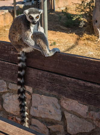 Image of Lemurs with striped tails seating on the  fence in Athens, Greece