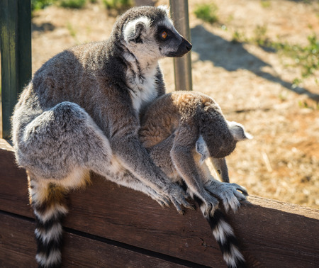 Image of Lemurs with striped tails seating on the  fence in Athens, Greece