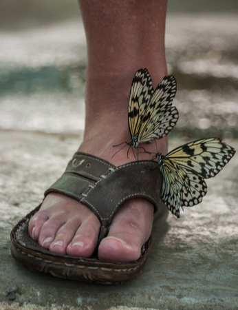 Image of beautiful tropical baterfly seating on foot of a manの写真素材