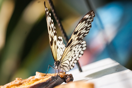 Image of beautiful tropical baterfly on blured background in Thailandの写真素材