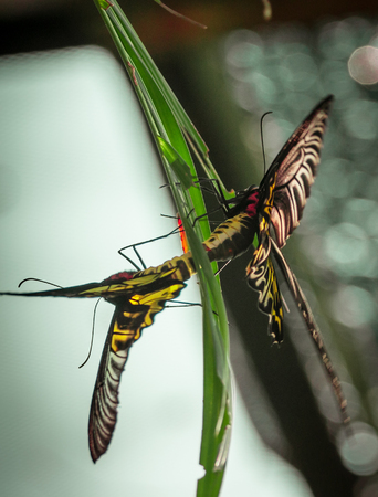 Image of two beautiful tropical baterfly on green backgroundの写真素材