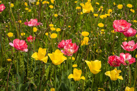 Image of fresh spring tulips on a green lawn with dandelions, Moscowの写真素材
