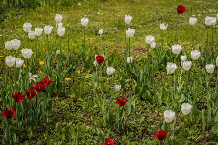 Image of fresh spring tulips on a green lawn with dandelions, Moscowの写真素材