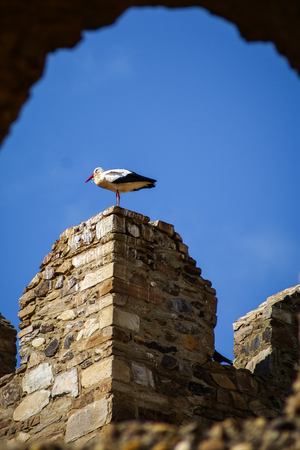 Storks on ruins of castle in Laguna de Negrillos, Castilla y Leon, Spainの写真素材