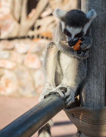 Image of Lemurs eating carrot in Athens, Greece
