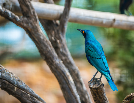 Image of brilliant blue bird on a tree branchの写真素材